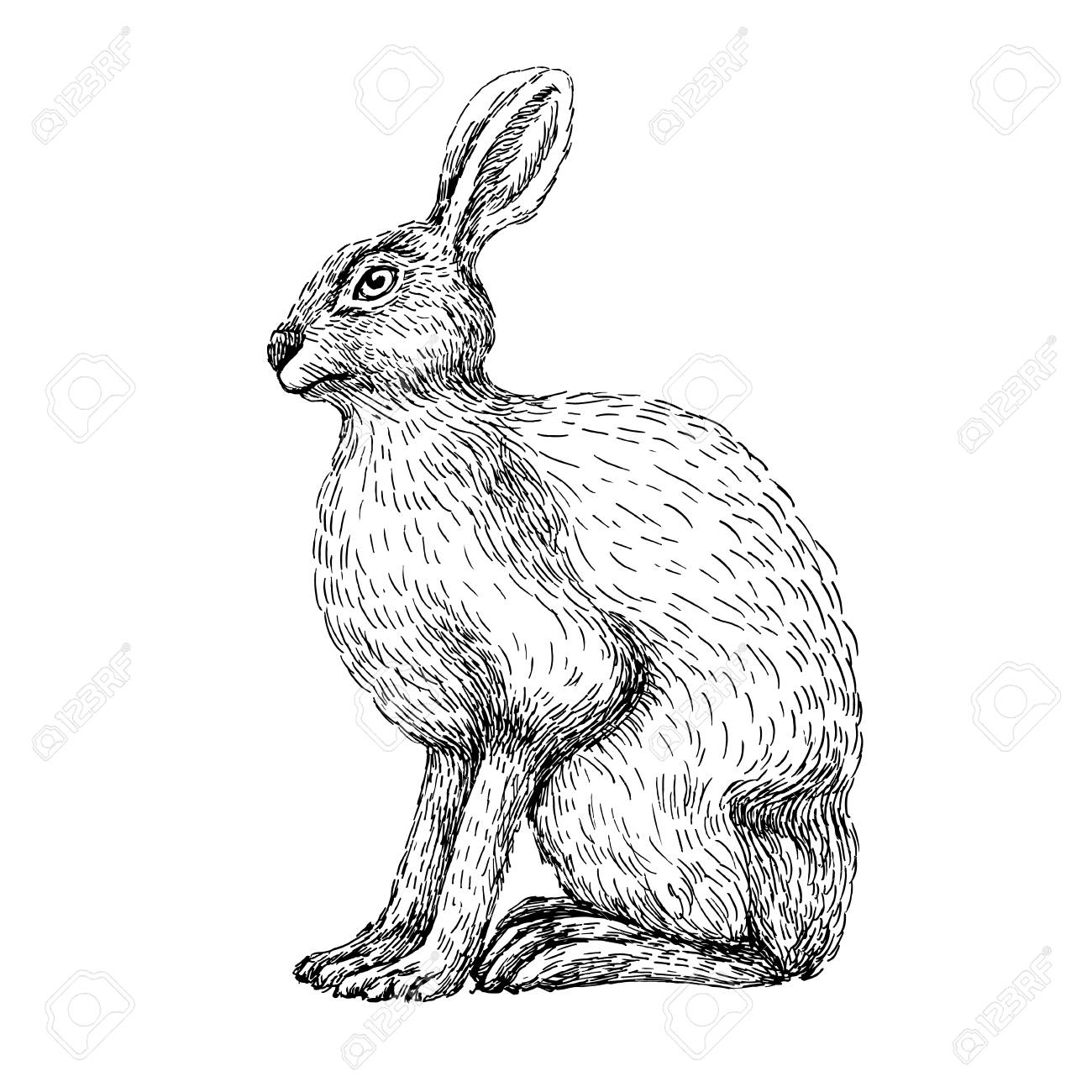 1300x1300 Huge Collection Of 'hare Line Drawing' Download More Than