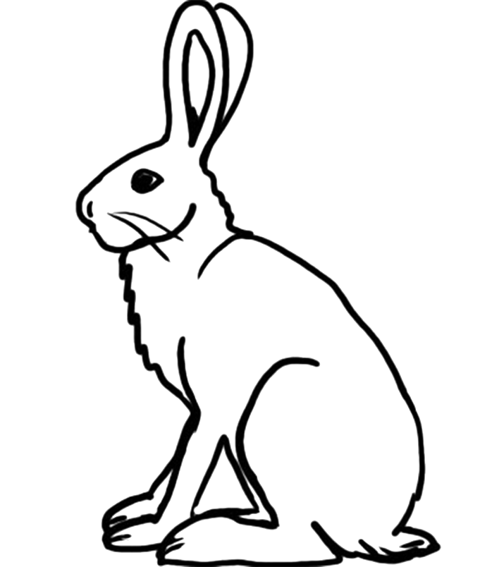 681x804 Rabbit, Drawing, Wildlife, Transparent Png Image Clipart Free