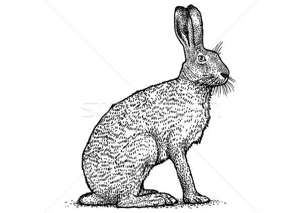600x424 Rabbit Illustration, Brown Hare Drawing, Engraving, Line Art