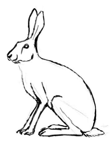360x457 Image Result For How To Draw Hares Rabbits And Hares