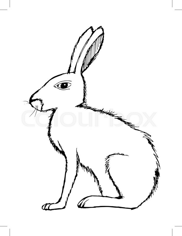 616x800 Illustration Of Hare, Wildlife, Nature, Animal