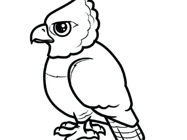 640x480 Harpy Eagle Clipart Cool