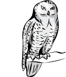 259x300 Hedwig Owl Clipart
