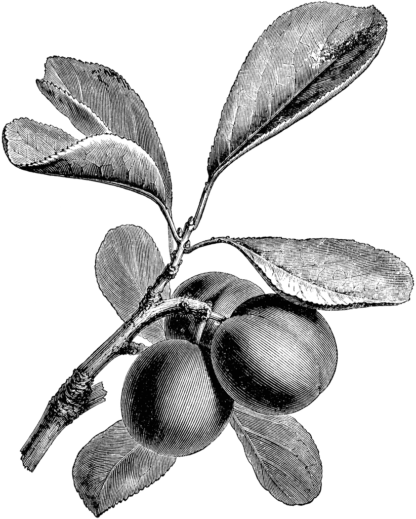 822x1024 Fruiting Branch Of Plum Collective Harvest In Fruits