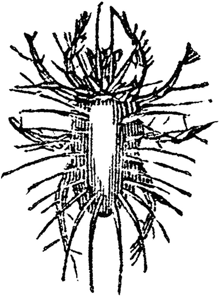 766x1024 Harvest Tick Clipart Etc