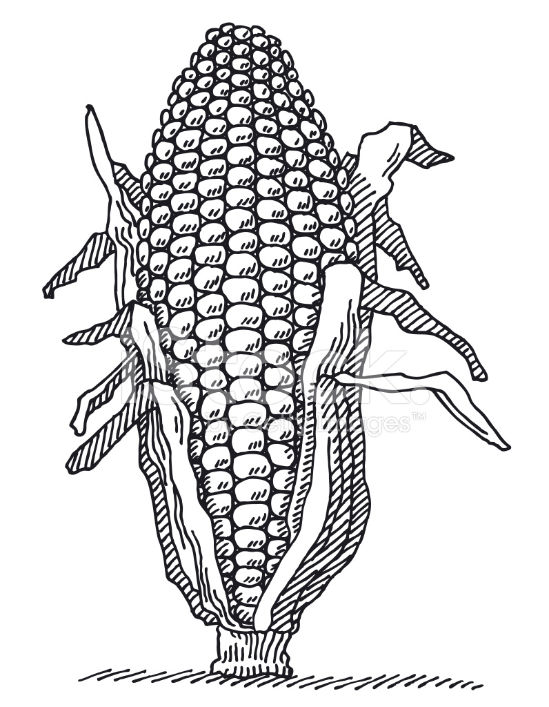 796x1024 Corn Drawing Corn Harvest For Free Download