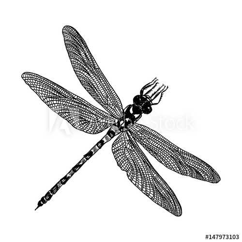 500x500 Insect Stipple Drawing Isolated Dragonfly And Bug In Trendy