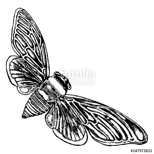 500x500 Insect With Wings, Flying Bug Vintage Old Hand Drawn Stippling