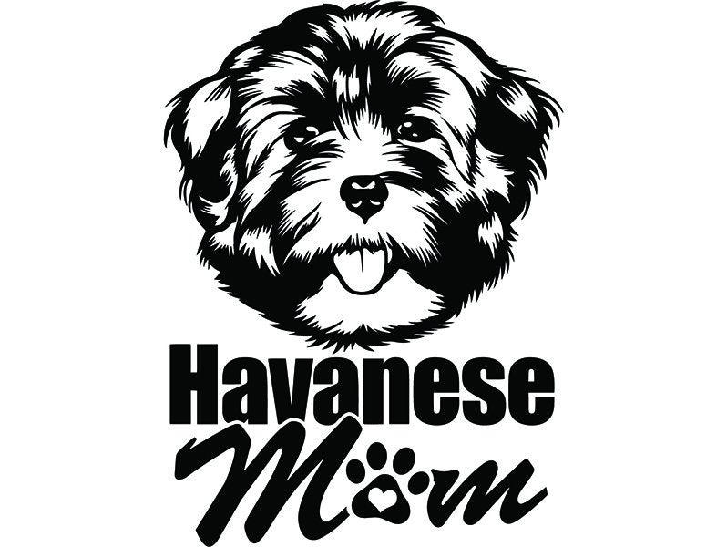 798x600 havanese mom love smiling dog breed pedigree canine etsy