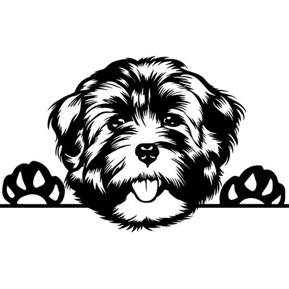 570x570 havanese peeking paws dog breed pedigree canine purebred etsy