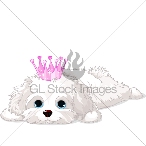 500x500 havanese puppy with crown gl stock images