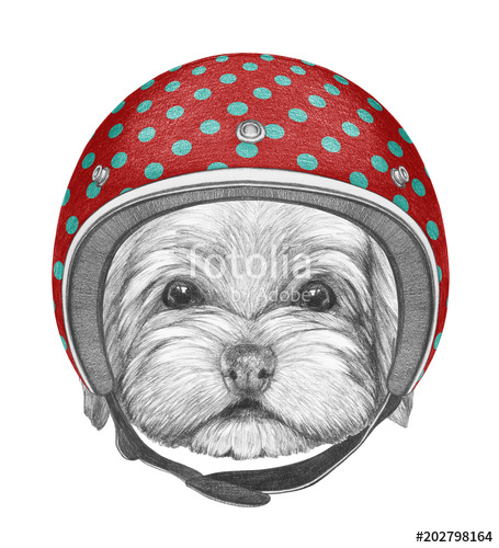455x500 portrait of havanese with helmet, hand drawn illustration stock
