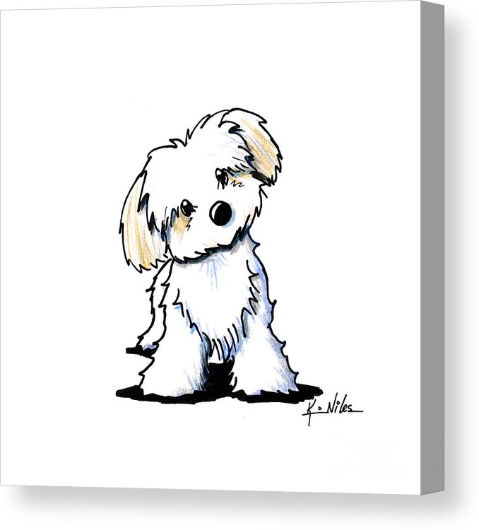 678x750 quizzical havanese canvas print canvas art