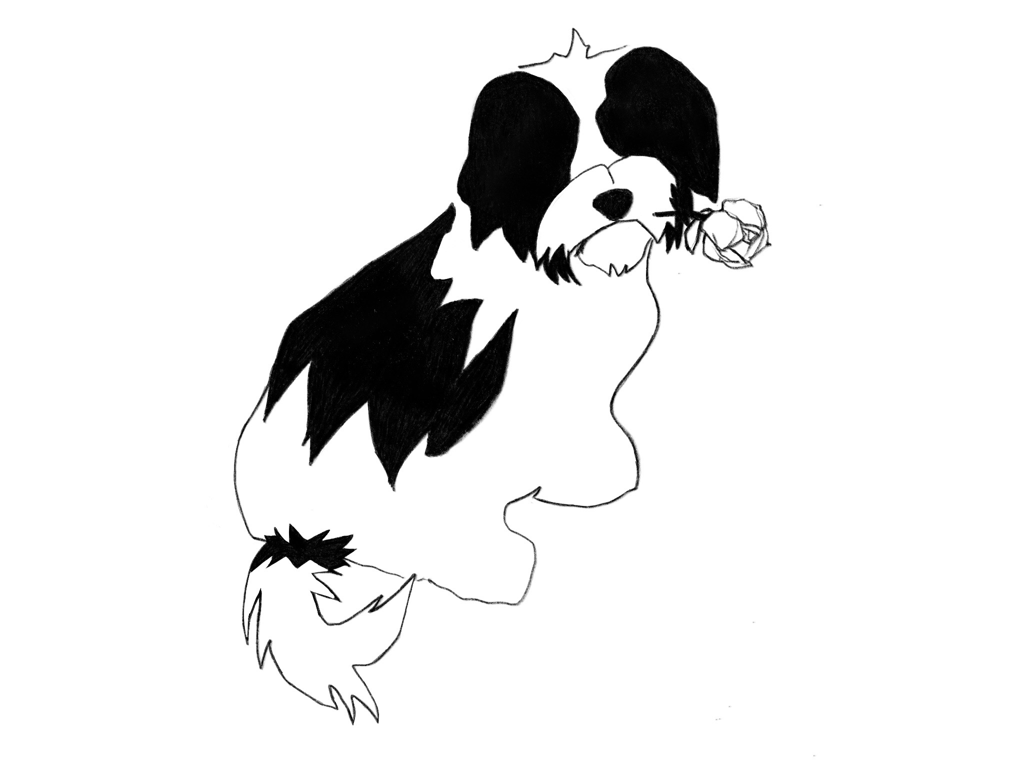 2048x1536 rosalba havanese