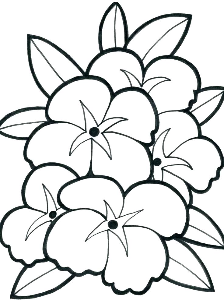 736x985 Hawaiian Flower Coloring