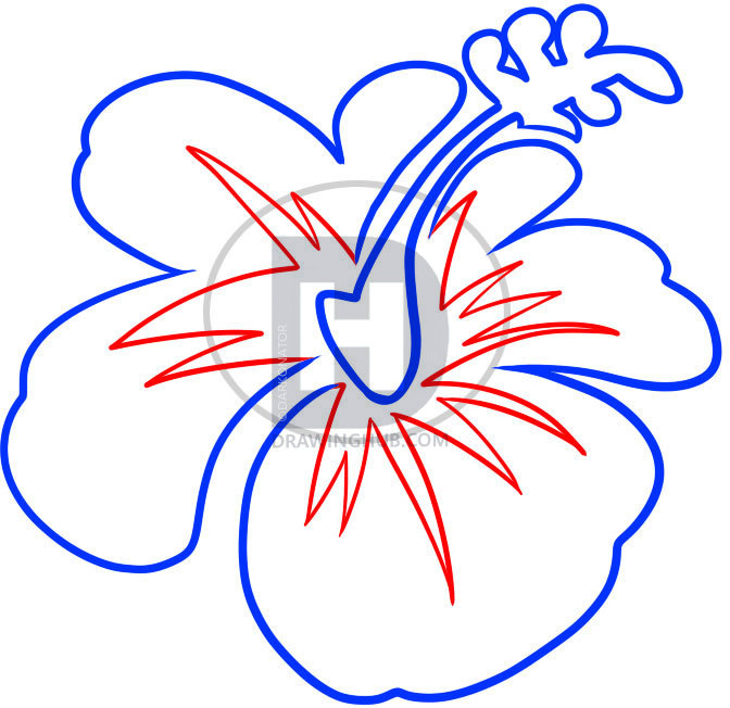 672x652 How To Draw A Hawaiian Flower, Step