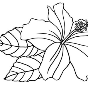 300x300 Coloring Pages Hawaiian Flowers Fun Time
