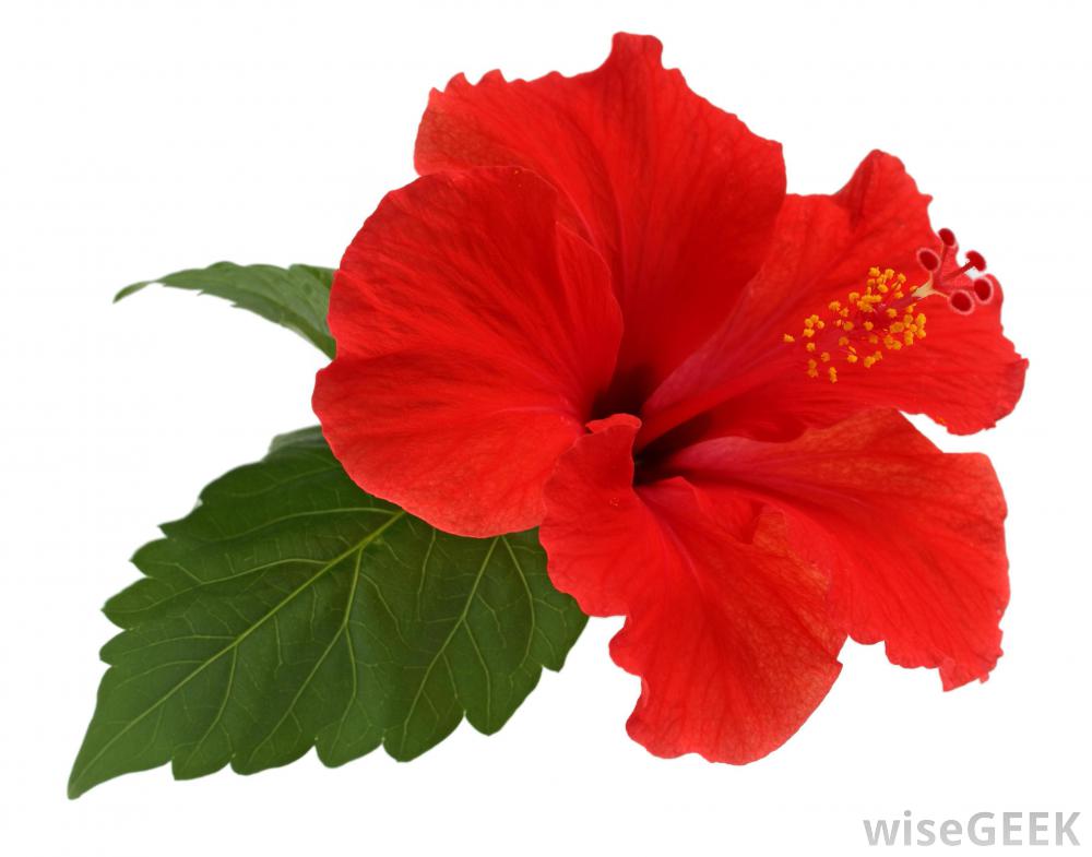 1000x785 Hibiscus Drawing