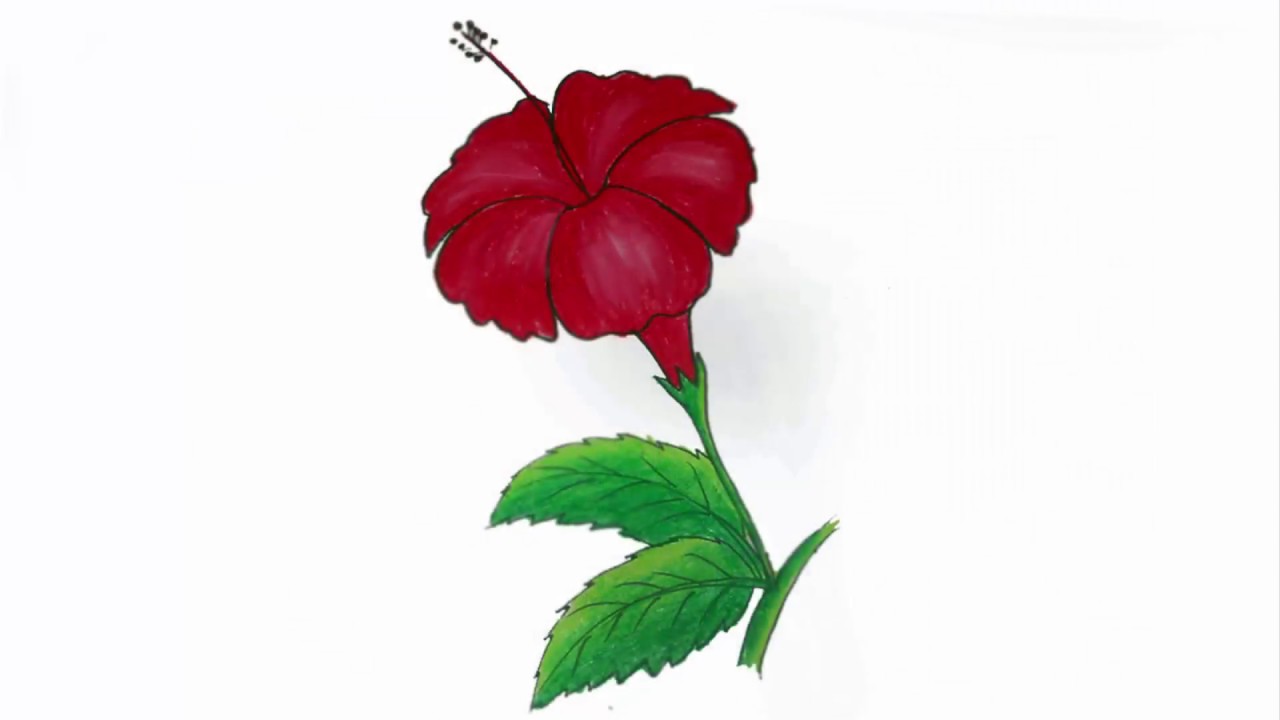 1280x720 How To Draw A China Rose Step
