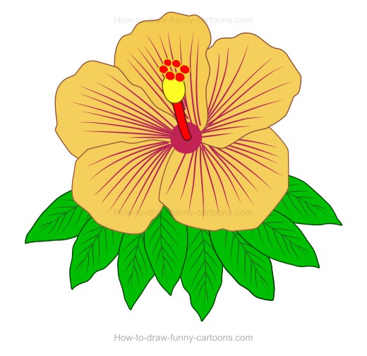520x504 How To Create A Hibiscus Drawing