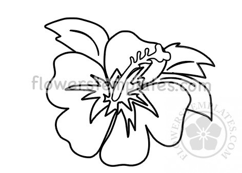 Hawaiian Hibiscus Drawing | Free download on ClipArtMag