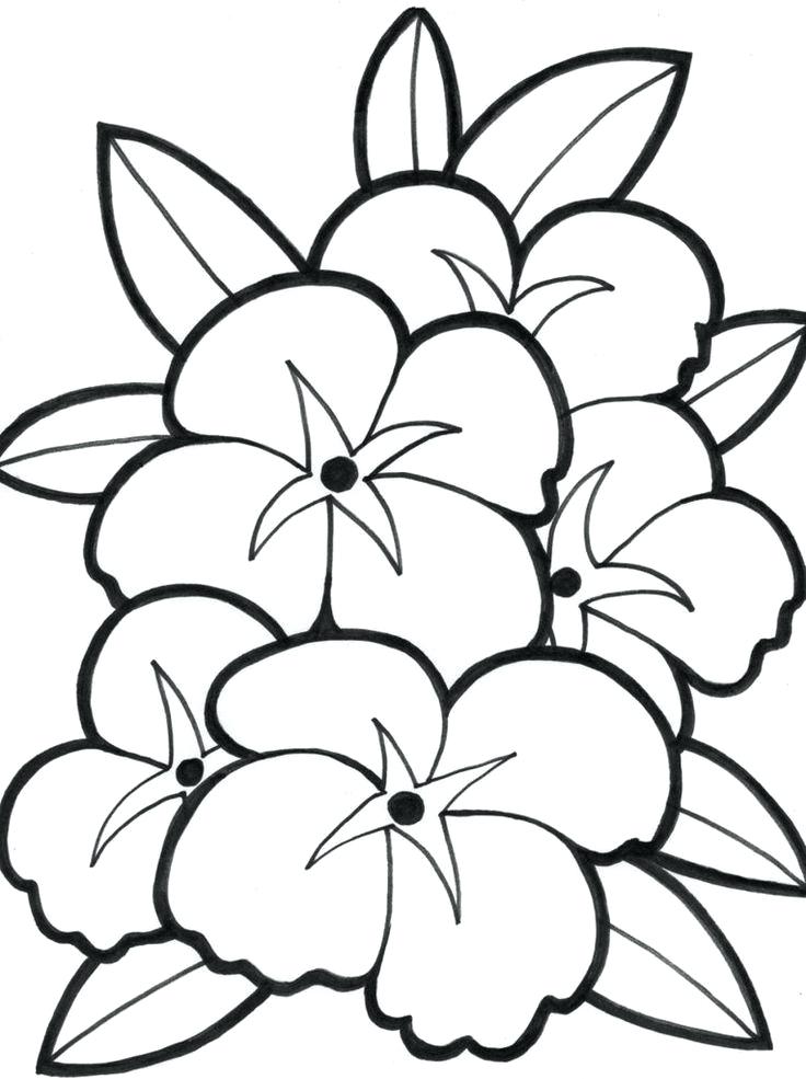 736x985 Easy Hawaiian Flowers To Draw