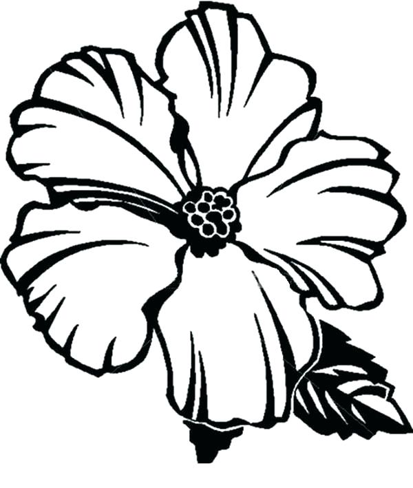 600x709 Hawaiian Flower Drawing