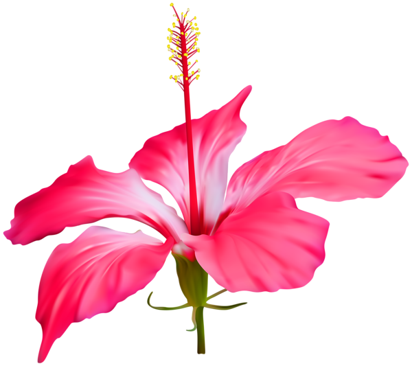 600x533 Colored Drawing Hibiscus Transparent Png Clipart Free Download