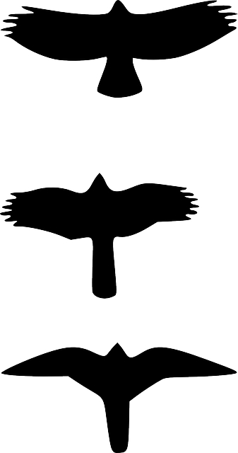 337x640 Drawing, Silhouette, Cartoon, Birds, Bird