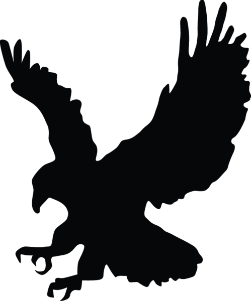 499x600 Drawing Hawk Eagle Transparent Png Clipart Free Download