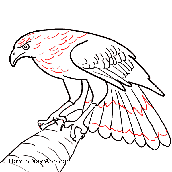 600x600 How To Draw An Easy Eagle