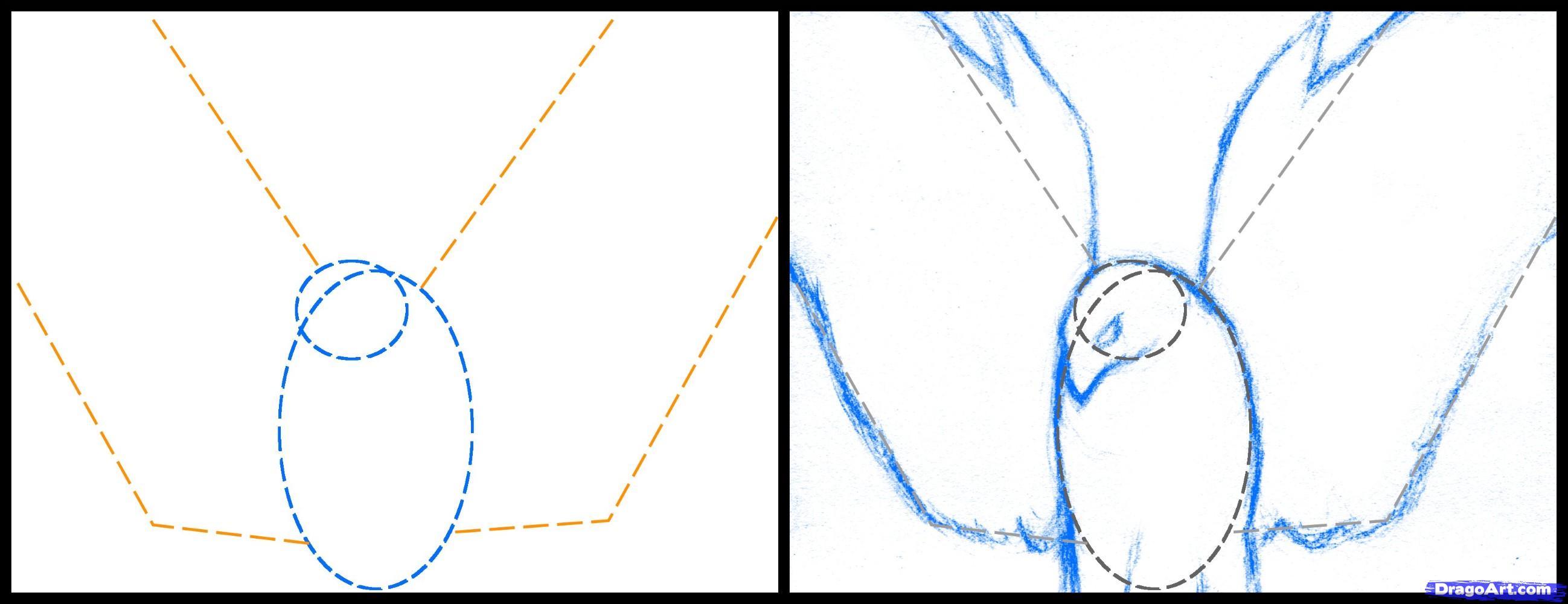 2597x1000 Draw A Realistic Hawk, Harris Hawk, Step