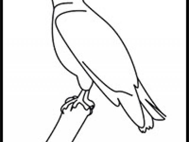 640x480 Free Drawn Hawk, Download Free Clip Art