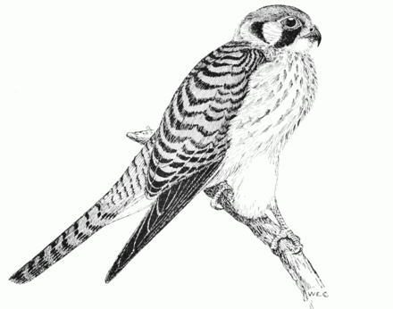 440x346 popular science monthlyvolume hawks of new