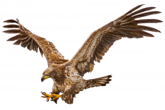626x417 Eagle Flying Attack Hand Draw On White Vector Premium Download