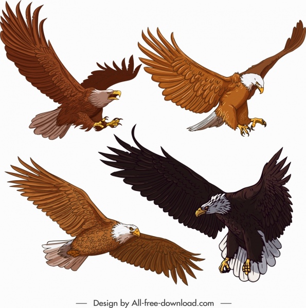 595x600 Eagle Icons Flying Gesture Cartoon Sketch Free Vector In Adobe