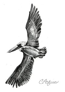 214x300 Flying Bird Drawings