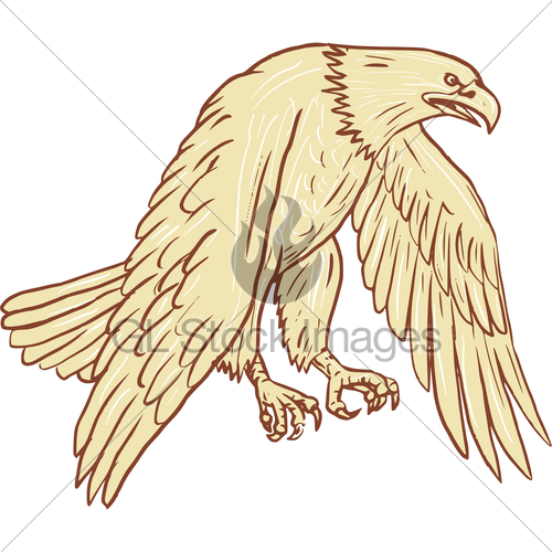 500x500 Bald Eagle Flying Wings Down Drawing Gl Stock Images