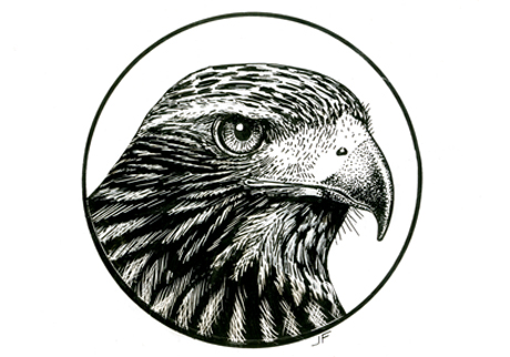 460x322 Hawk Head Illustration