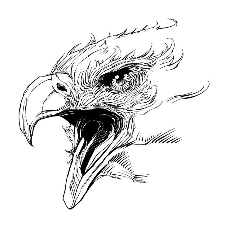 736x736 Hawk Side Head Drawing
