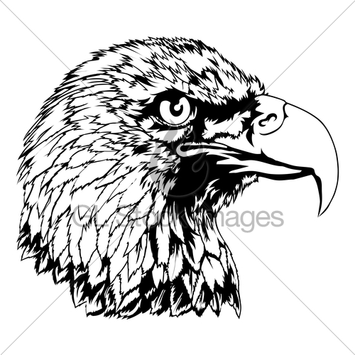 500x500 Bald Eagle Head Illustration Gl Stock Images