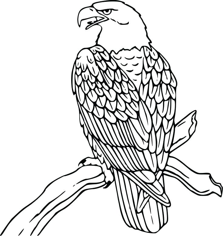 Hawk Pencil Drawing
