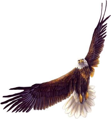 356x379 Eagle Eagle Tattoos, Hawk Tattoo