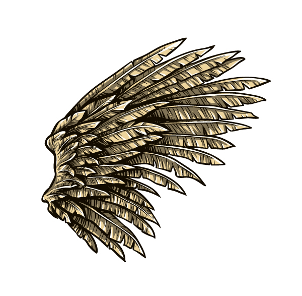 600x587 Hawk Wings Drawing