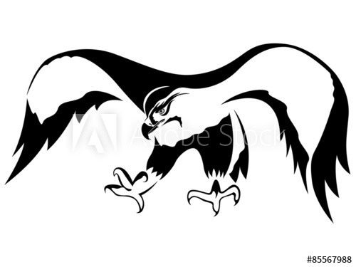 500x375 Attacking Hawk With Wide Wings