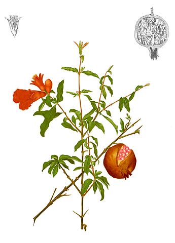 345x480 Filepunica Granatum Cropped