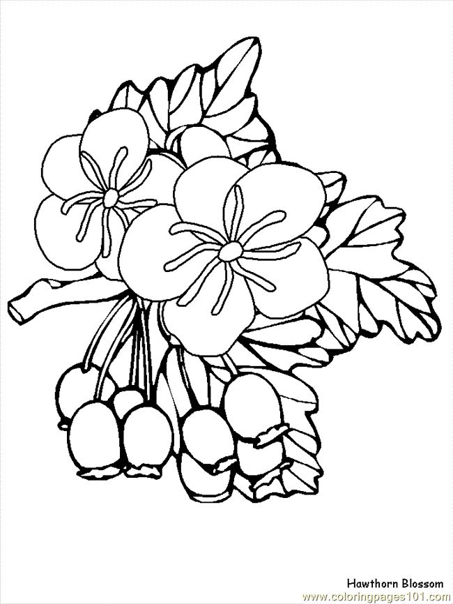 650x866 Flower Coloring Pages Hawthorn Embrodiey Flower Coloring Pages