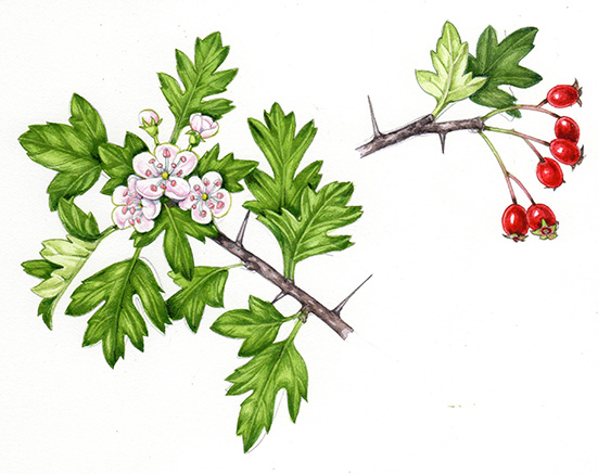 Hawthorn Flower Drawing | Free download on ClipArtMag