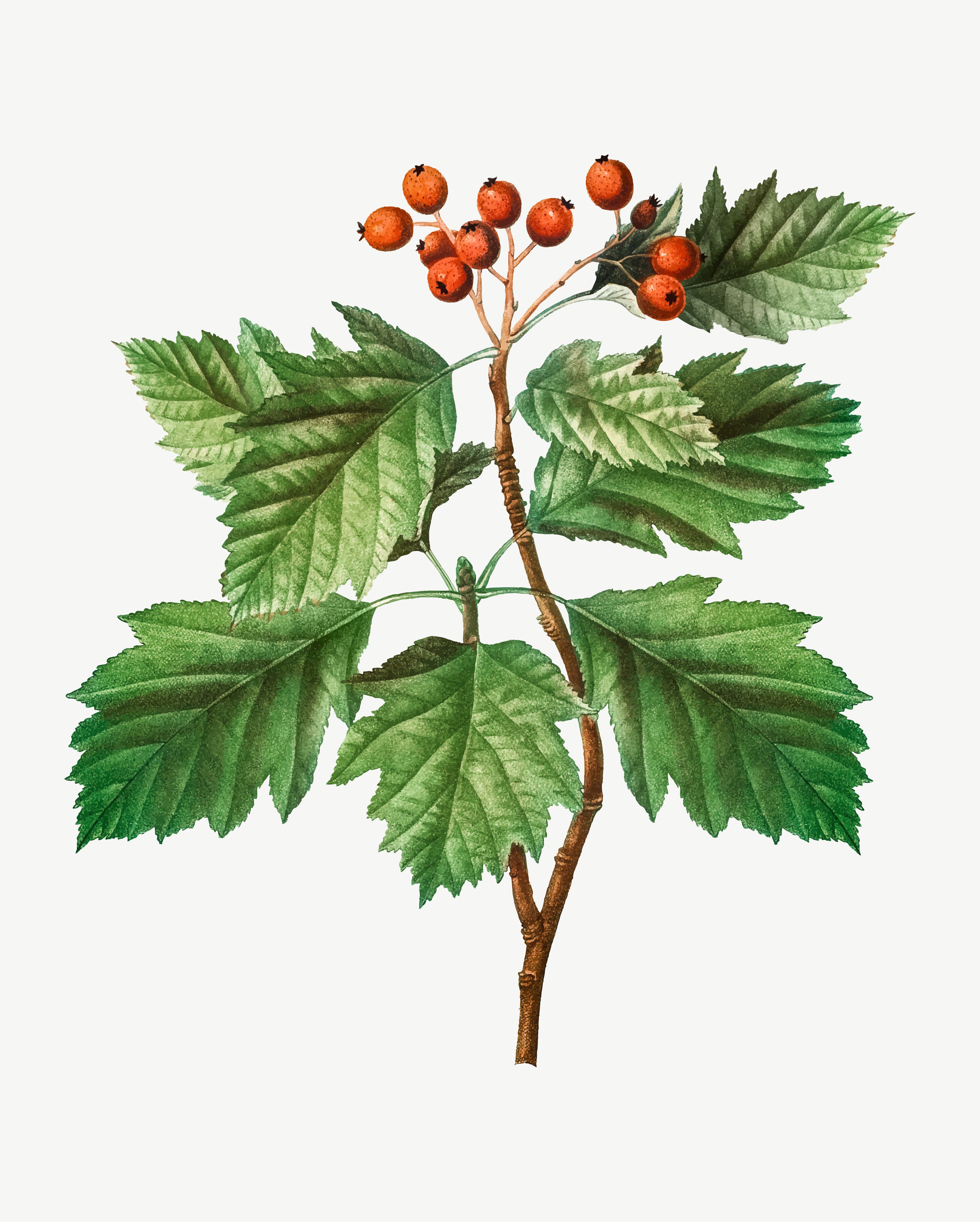 3751x4676 Hawthorn Berries