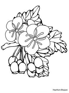 236x314 Image Result For Carnation Flowers Drawing Drawing Inspirations